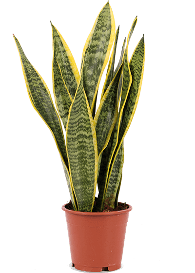 Sansevieria laurentii (Vrouwentong) (S)