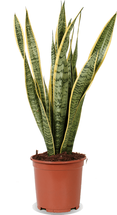 Sansevieria laurentii (Vrouwentong) (M)