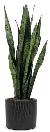 Sansevieria zeylanica (Vrouwentong) (M)