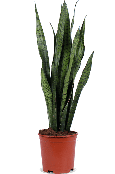 Sansevieria zeylanica (Vrouwentong) (M)