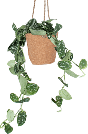 Scindapsus pictus ''argyraeus'' (Zilverrank) (S)