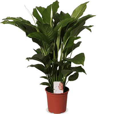 Spathiphyllum lauretta (Lepelplant) (M)