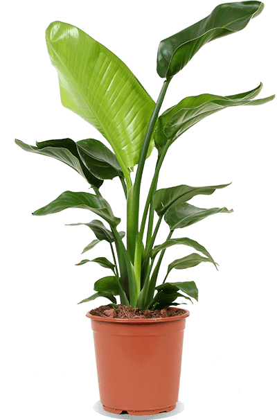 Strelitzia nicolai (Paradijsvogelplant) (M)