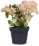 Syngonium neon robusta (XS)