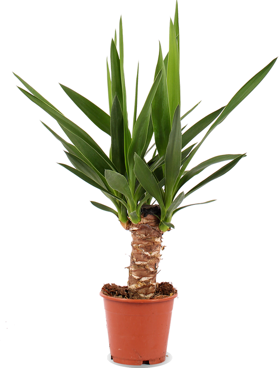 Yucca (Palmlelie) (M)