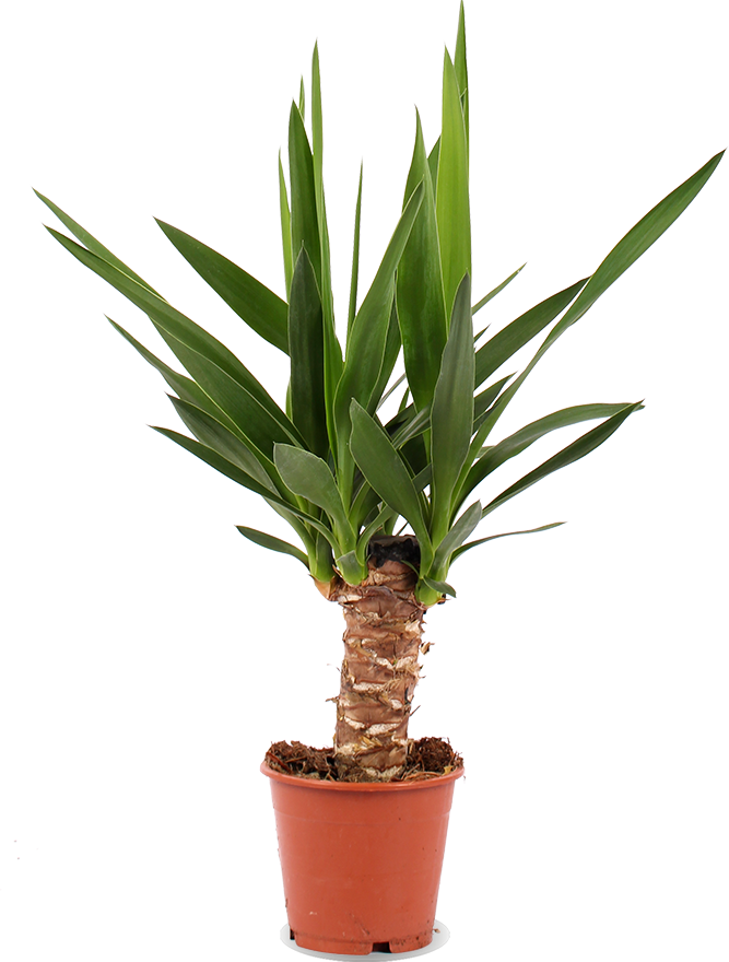 Yucca (Palmlelie) (M)
