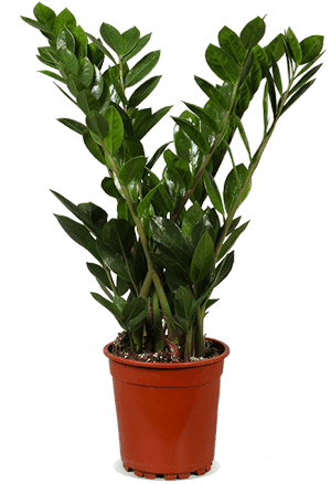 Zamioculcas (ZZ plant) (M)